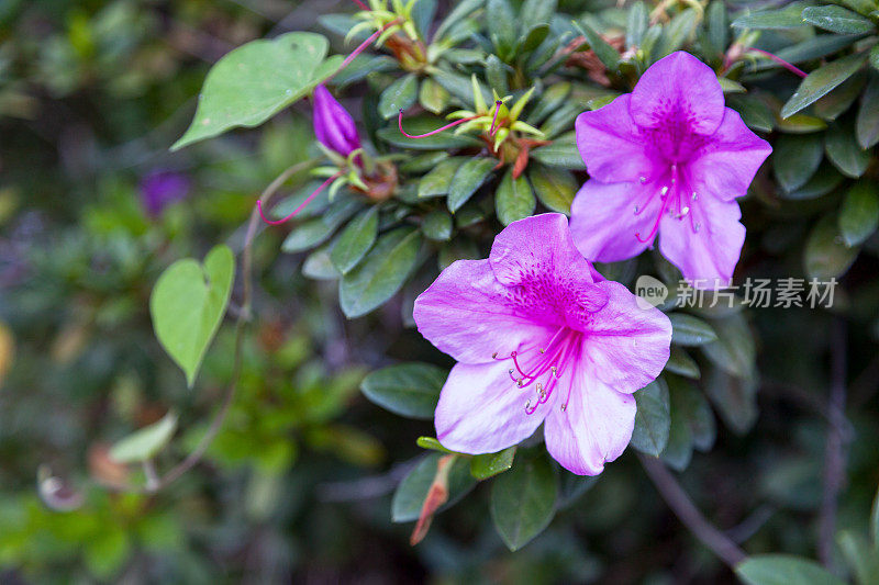 花公主(Tibouchina urvilleana)